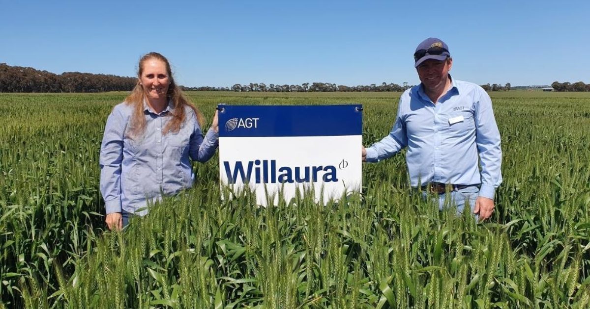 AGT Introduce Willaura Wheat The Australian Grain Technologies agt-introduce-willaura-wheat-the-australian-grain-technologies