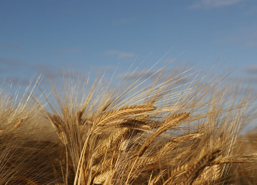 Yeti (Queensland) Australian Grain Technologies