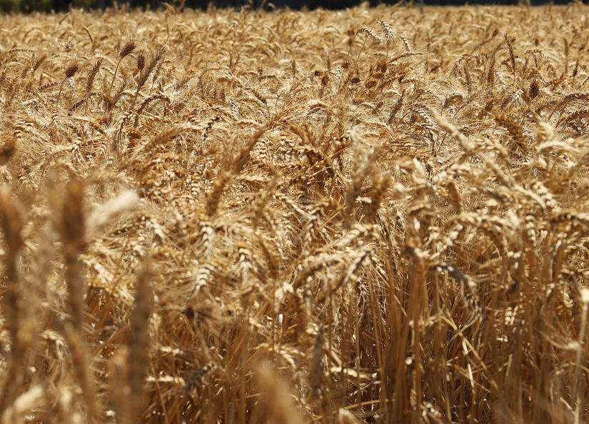 Willaura (Victoria) Australian Grain Technologies